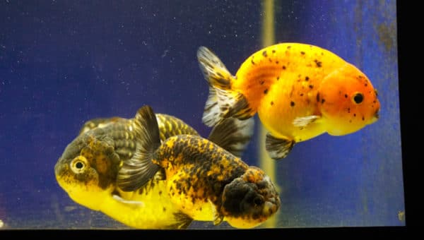 Cá Vàng Ranchu Giá Bao Nhiêu? Mua Cá Ranchu Ở Đâu Tại TpHCM? (Uy Tín)