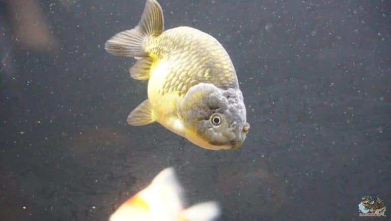 25 Loại Cá Cảnh Nước Ngọt Dễ Nuôi Nhất, Hình Dáng Đẹp & Màu Sắc Rực Rỡ ...