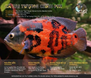 infographic ca tai tuong chau phi the tiger oscar fish