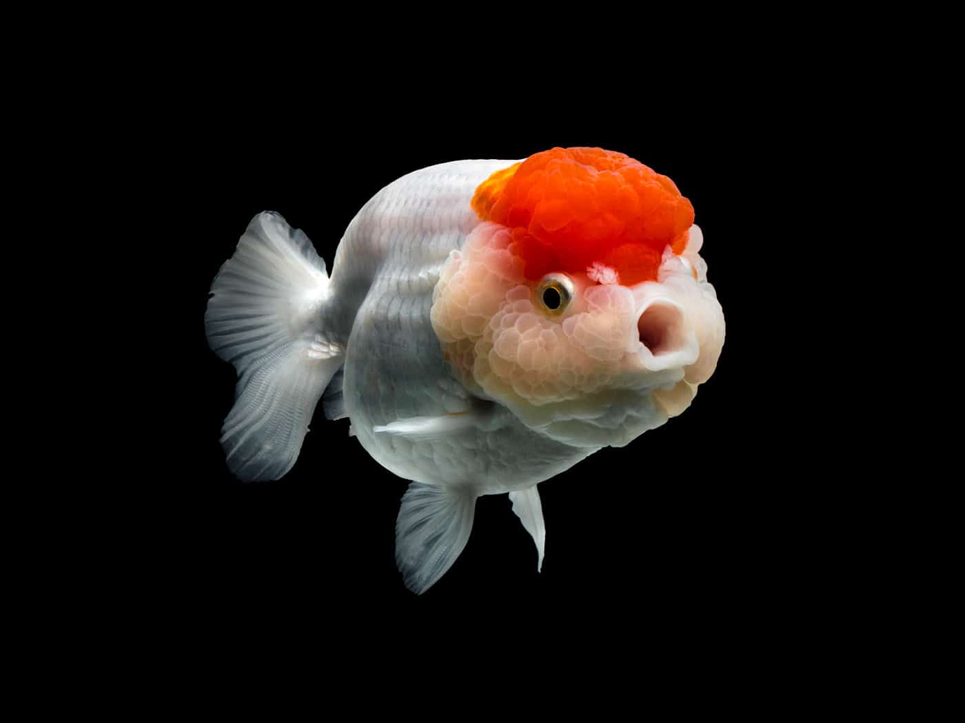 Cá Vàng Ranchu - Ranchu Goldfish Đẹp {100% Hàng Tuyển Chọn Từ Trại 2022}