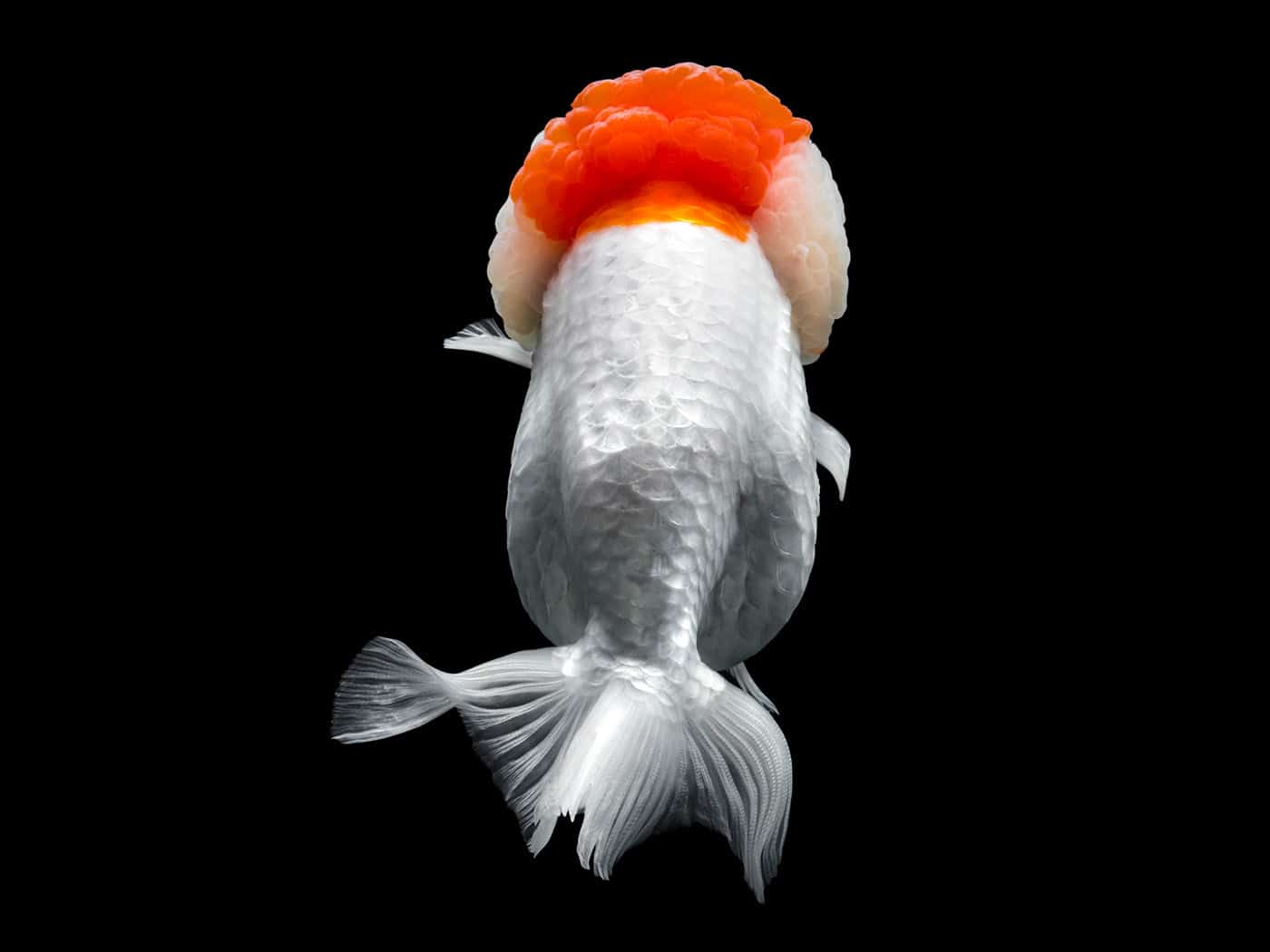 Cá Vàng Ranchu - Ranchu Goldfish Đẹp {100% Hàng Tuyển Chọn Từ Trại 2026}