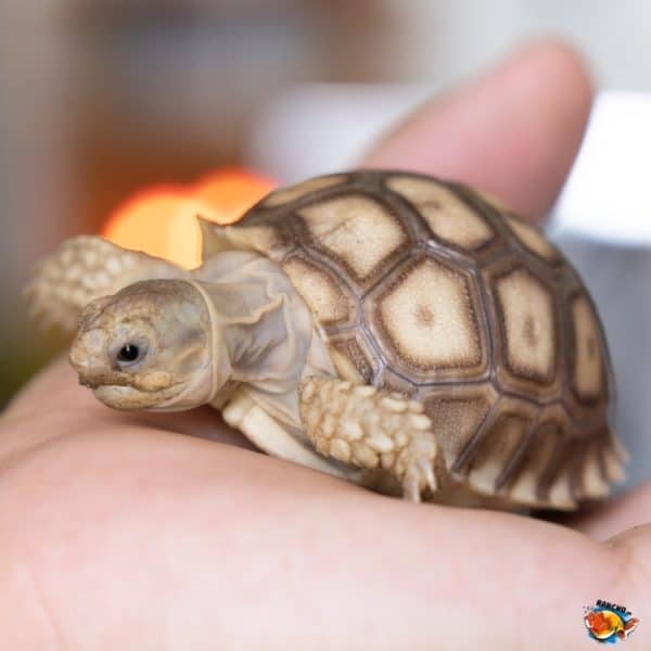 Rùa Sulcata ăn gì? Các loại thức ăn giúp rùa Sulcata phát triển & những ...